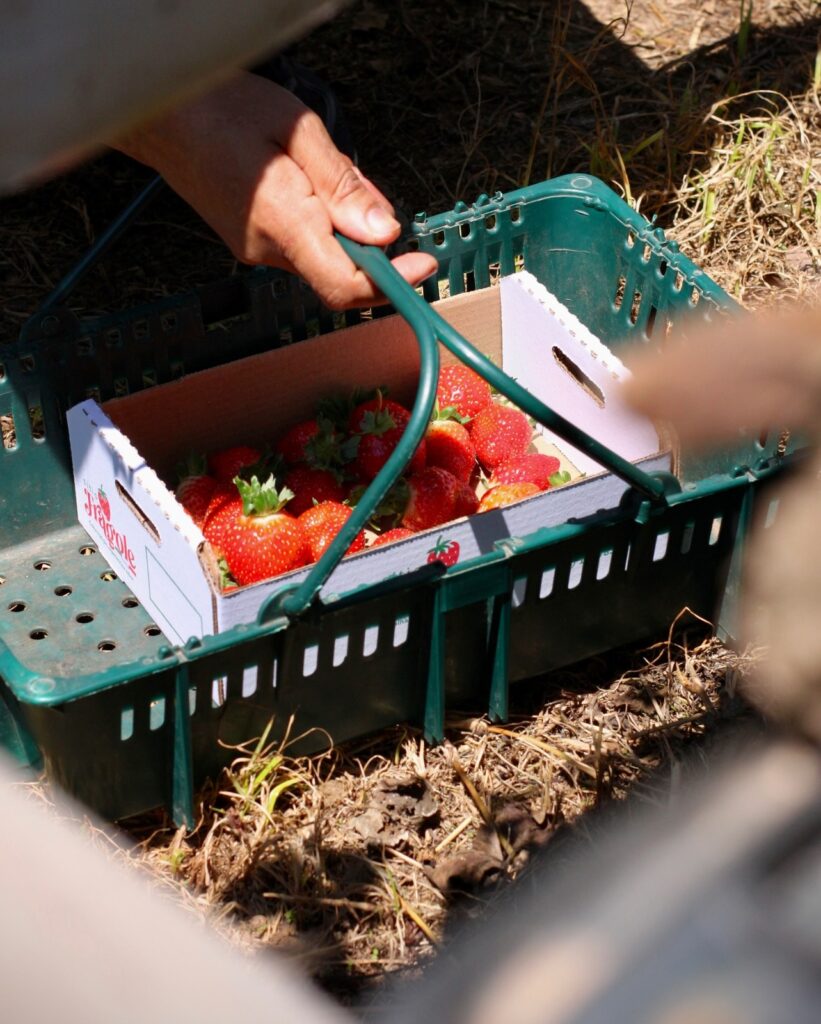 Sítio Fragole em Jundiaí - Colheita de morangos