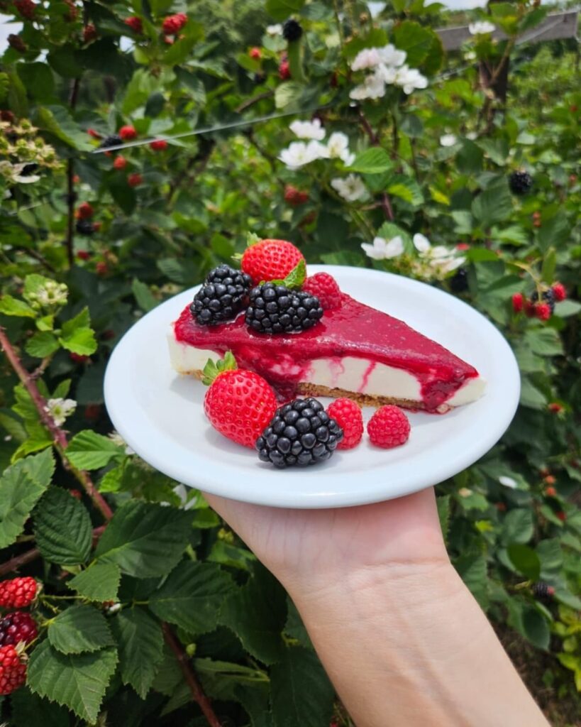 Sítio Fragole em Jundiaí - Colheita de morangos