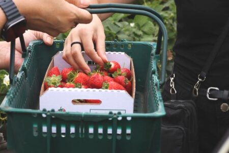 Sítio Fragole em Jundiaí