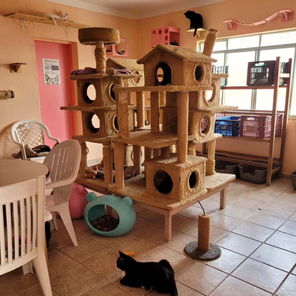 Arranhador na ONG SOS Gatinhos