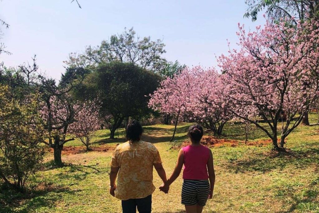 Casal em meio a cerejeiras