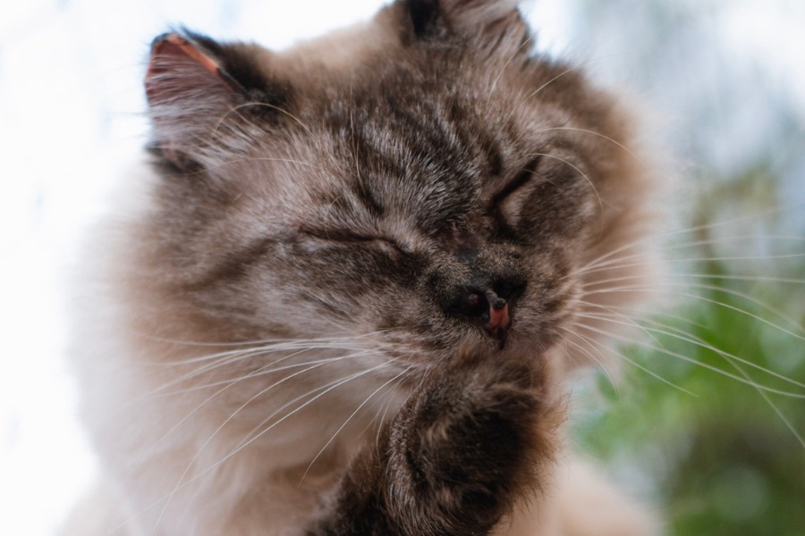 Gatinho da ONG SOS Gatinhos