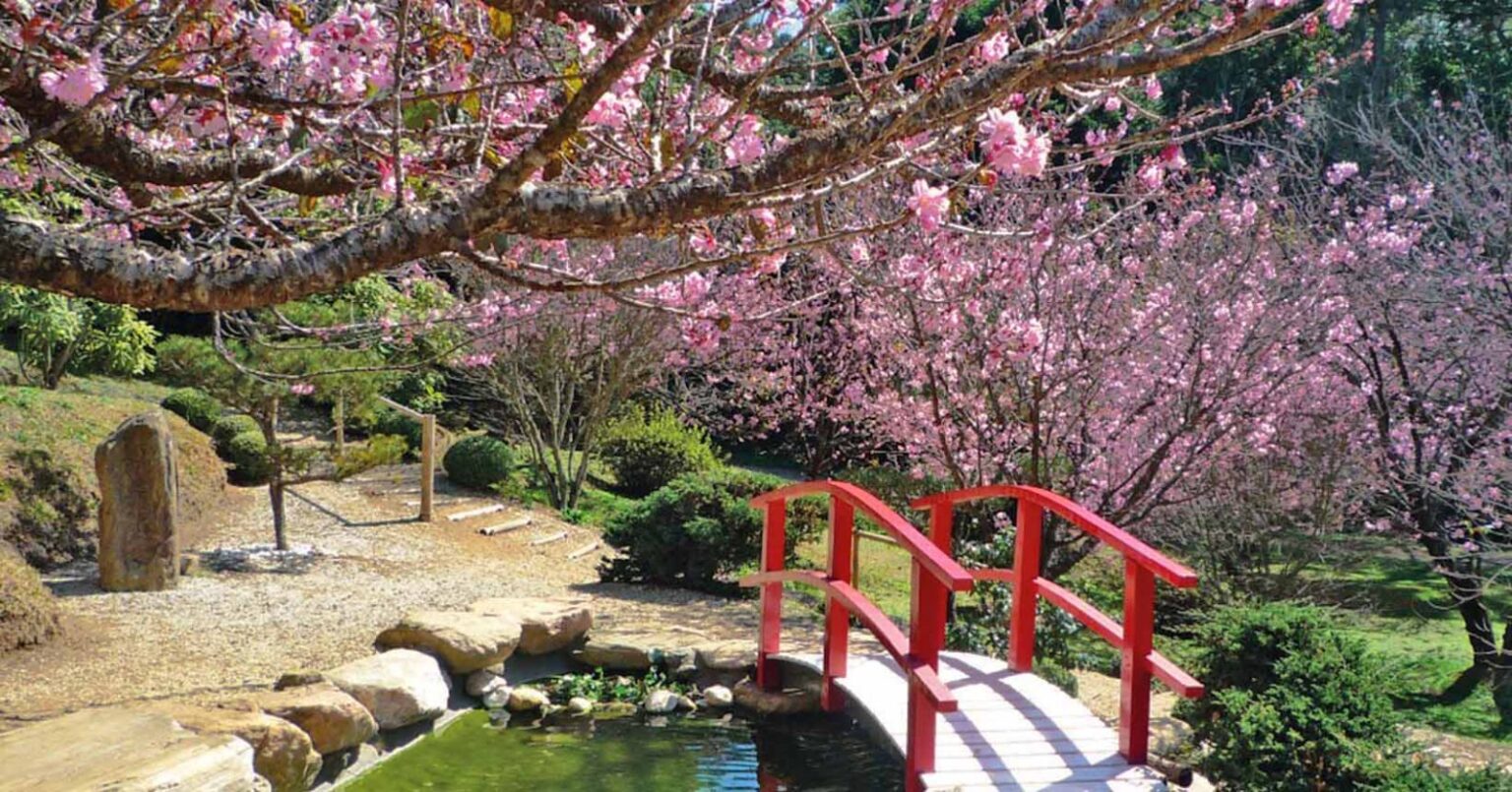 Sakura no Parque da Cerejeira em Campos do Jordão