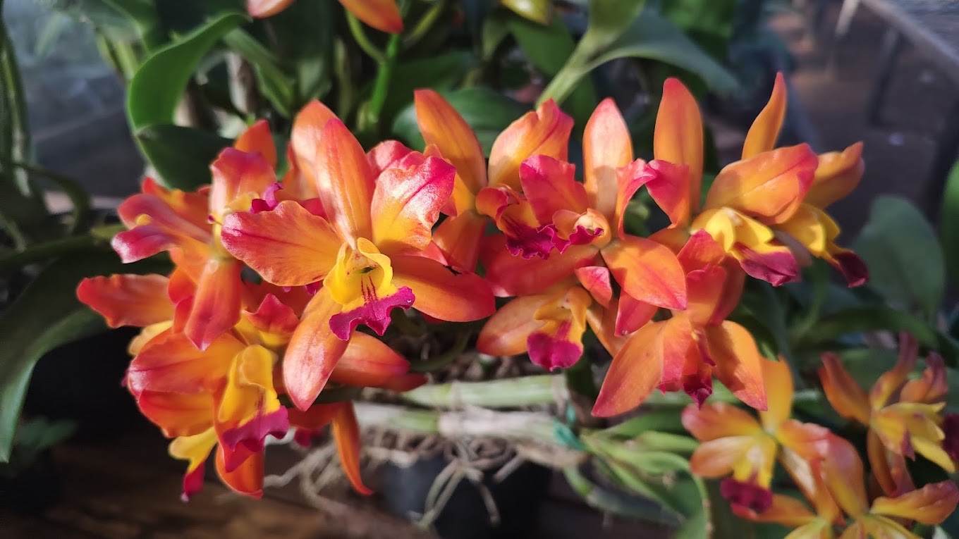 Orquidário Tico e Teco em Analândia - SP